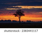 Solitaire tree in Okavango delta, Botswana. Africa landscape.