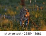 Small photo of Leopard, Panthera pardus shortidgei, nature habitat, big wild cat in the nature habitat, sunny day on the savannah Zambia in Africa. Wildlife nature. Africa wildlife. Leopard sunset walk.