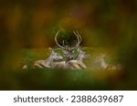 Small photo of Bactrian deer, Cervus yarkandensis bactrianus lowland subspecies of Central Asia. Big antler animal lying on the green grass meadow. Bukhara wapiti deer hidden in forest, autumn wildlife.