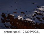 Small photo of Snow leopard Panthera uncia in the rock habitat, wildlife nature. Two snow leopard on the rock in winter, sitting in the nature stone rocky snow mountain habitat, Spiti Valley, Himalayas in India.