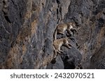 Small photo of Snow leopard sleeping on the rock ledge, wild cat in the moutains habitat. Snow leopard on the rock in winter, sitting in the nature stone rocky mountain habitat, Spiti Valley, Himalayas in India.