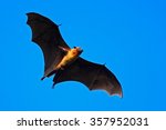 Small photo of Giant Indian Fruit Bat, Pteropus giganteus, on the clear blue sky, flying mouse in the nature habitat, Yala National Park, Sri Lanka.