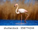 Greater Flamingo ...