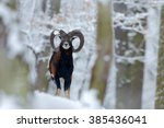 Mouflon  Ovis Orientalis ...