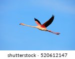 Flying Greater Flamingo ...