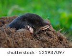 Mole  Talpa Europaea  Crawling...