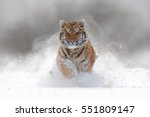 Tiger In Wild Winter Nature ...