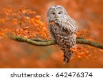 Autumn in nature with owl. ural ...