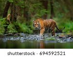 Amur tiger walking in the water. Dangerous animal, taiga, Russia. Animal in green forest stream. Grey stone, river droplet. Wild cat in nature habitat.