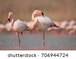 Pink Big Birds Greater...