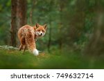 Fox In Green Forest. Cute Red...