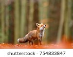 Cute Red Fox  Vulpes Vulpes In...