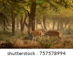 Chital or cheetal, Axis axis, spotted deers or axis deer in nature habitat. Bellow majestic powerful adult animals.
