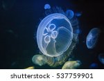 Jellyfish in cretaquarium 1