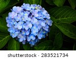 Blue Hydrangea Flowers 