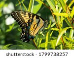 Tiger Swallowtail Butterfly In...
