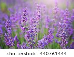 Lavender Flowers Closeup....