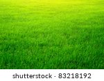 Green Grass Background Texture. ...