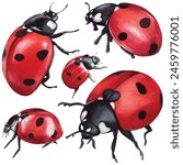 Ladybug clipart, isolated illustration. Beautiful insect on a white background, watercolor painted by hand art for wallpaper. Cartoon cute animal. Watercolour print, hand drawn,red lady bug black dots