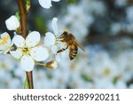 Honey Bee  Apis Mellifera ...