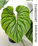 Small photo of This philodendron plowmanii is a vine that vines along the ground with wide heart-shaped leaves, a red tinge on the young leaf bones, the texture is firm and uneven adding to the luxurious and exotic