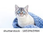 The Cat With Blue Eyes On A...
