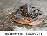 Live european lobster or conmmon lobster on wet stone. Selective focus. (Homarus gammarus) 