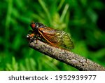 A 17 Year Cicada. They Live...