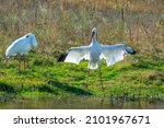 Two Siberian Cranes Standing On ...