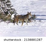 Small photo of An exceedingly rare glimpse of a red wolf after a winter snowfall.