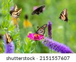 Small photo of A treasure trove of butterflies feeding in the butterfly garden including yellow swallowtails, a black swallowtail, and a monarch. What a peaceful, tranquil and ethereal summer scene.