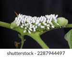 Small photo of Tobacco horn worm feeding on a tomato plant. A braconid wasp has inserted dozens of eggs into the caterpillar, each of which has hatched into a wasp larva, and they are now feeding on the caterpillar.