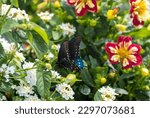 A Red Spotted Purple Butterfly...