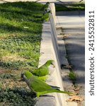 Small photo of In the park, vibrant green budgerigars flit about, adding a lively touch of nature.
