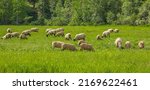 A group of sheep on a pasture...