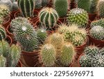 Collection of cactus plants in...
