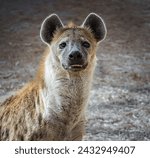 The hyena is africas most...