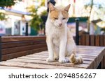 Small photo of Wild red and white cat, dirty and hungry, sits on bench in park and looks at everyone with a plaintive look. The pet is thrown into the street