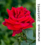 Small photo of Rose Barcarolle. A blooming fresh rose flower on a natural green background in the garden.