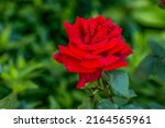 Small photo of Beautiful rose flower Barcarolle close-up on a natural blurred background.