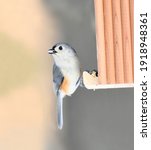 Tufted Titmouse At The Bird...