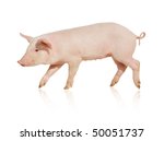 Pig Who Is Represented On A...
