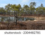 Small photo of Spring landscape of forest middle swamps. Around the open water is unsteady red moss with marsh plants and gnarled pines. Direct sunlight. Cloudy blue sky. Selisoo swamps, Estonia, Northern Europe