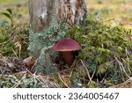 Small photo of A beautiful and unusual edible mushroom, Aureoboletus mirabilis, with a dark reddish-brown, rough and velvety cap, growing from the base of an old stump, overgrown with blue lichen and green moss