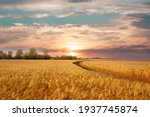 Golden wheat field on the...