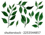 Watercolor designer elements set collection of green leaves,  greenery art foliage natural leaves herbs in watercolor style. Decorative beauty elegant illustration for design