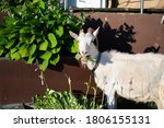 A Goat Eating Flowers