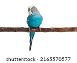 Blue budgie isolated on white...