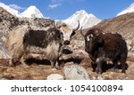 Small photo of yak, group of two yaks on the way to Everest base camp, Nepal Himalayas yak is farm an d caravan animal in Nepal and Tibet