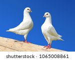Two White Pigeon Isolated On...